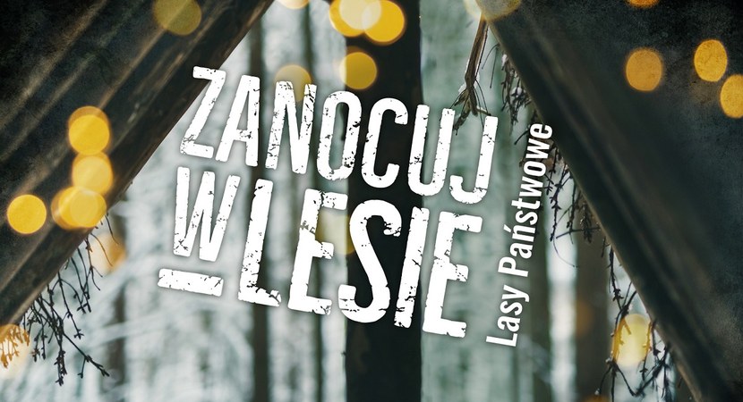 Zanocuj w lesie