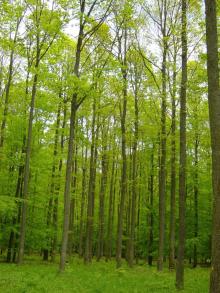 Nabywanie lasów i gruntów do zalesienia